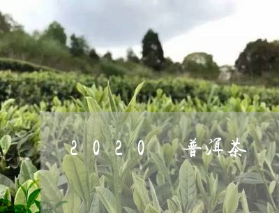 2020 普洱茶/2023031783935